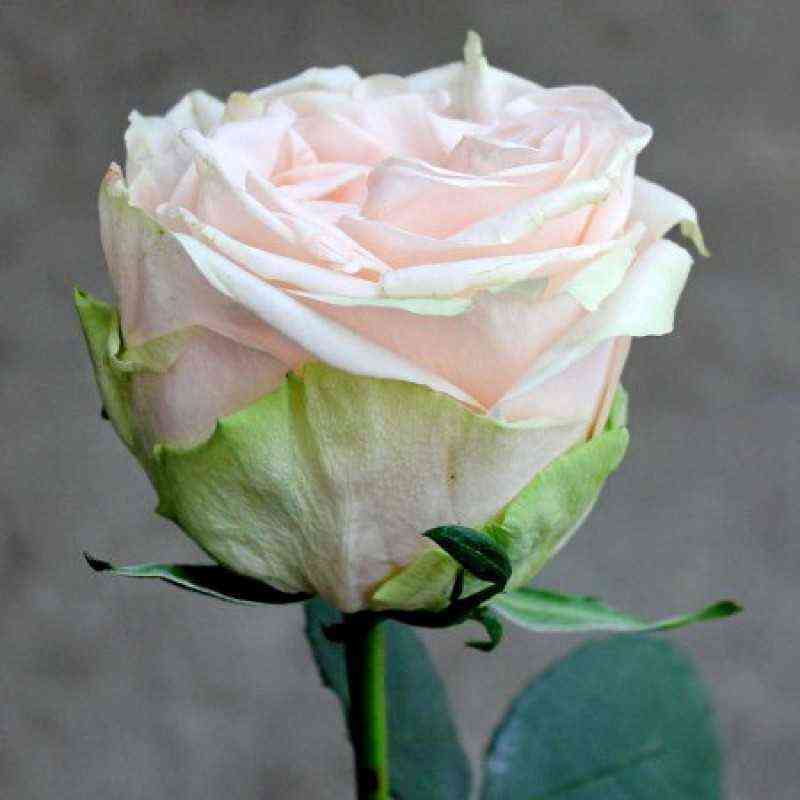 garden-spirit_optimized.jpg Гарден Спирит (Garden Spirit)