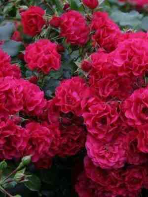 Гартенфройде (Gartnerfreude)