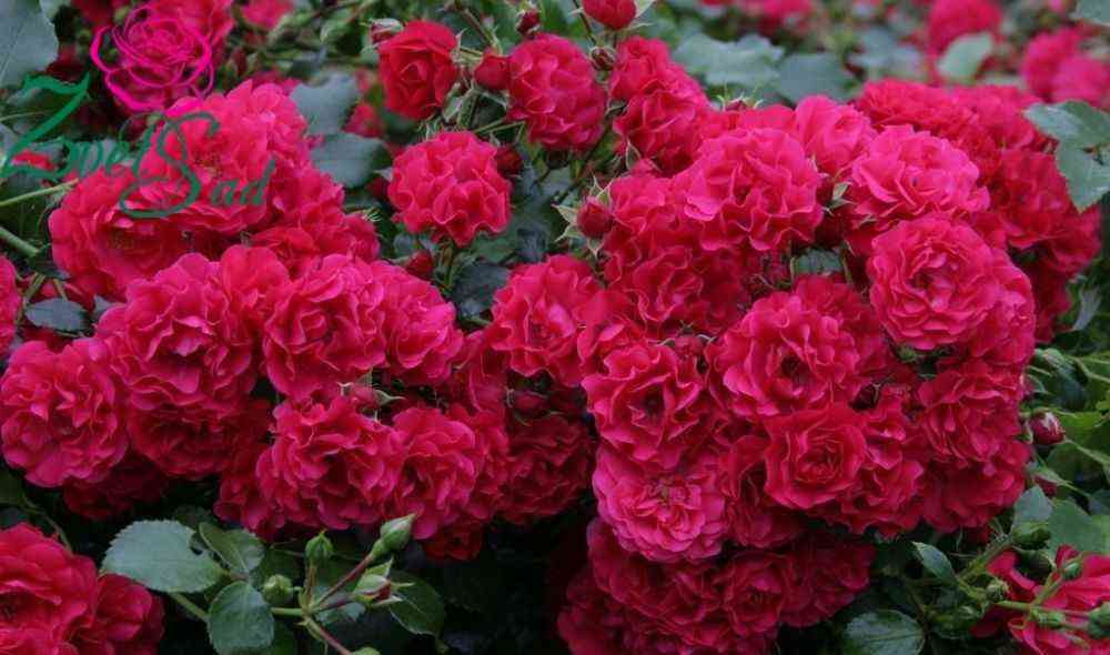 Гартенфройде (Gartnerfreude)