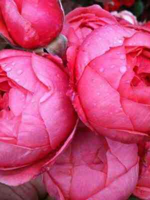 gartenprincesse_mari-hose.jpg Гартенпринцессе Мари-Хосе (Gartenprinzessin Marie-Jose)