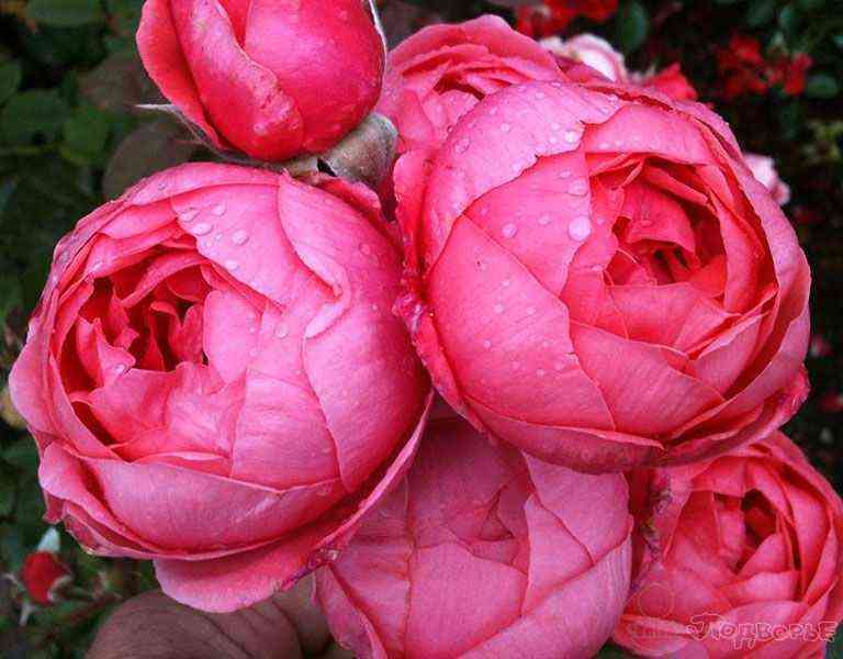 gartenprincesse_mari-hose.jpg Гартенпринцессе Мари-Хосе (Gartenprinzessin Marie-Jose)