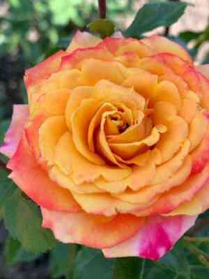 Гартенспасс (Gartenspass)