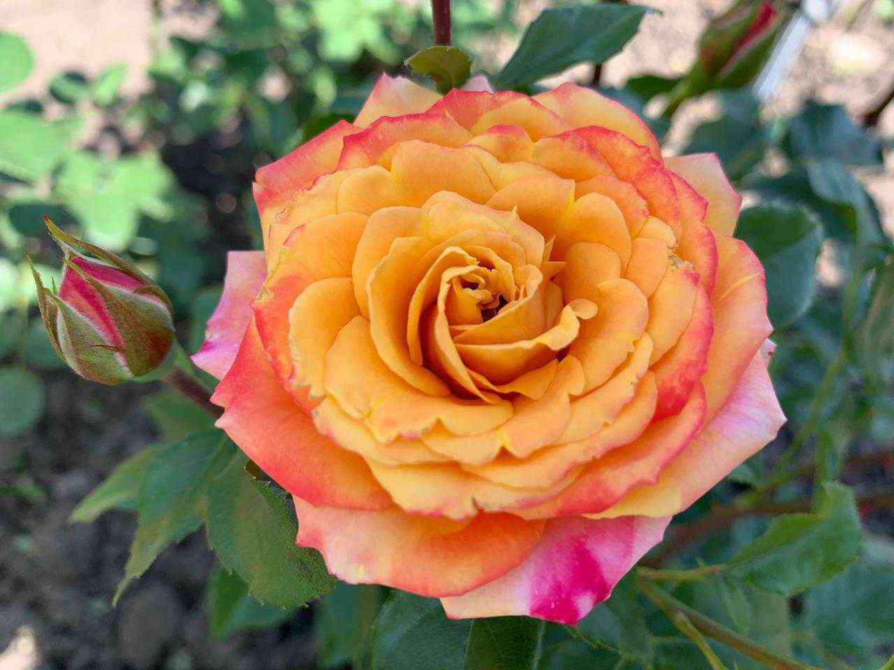 Гартенспасс (Gartenspass)