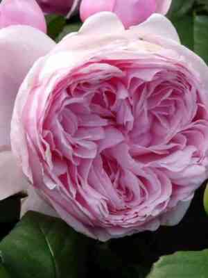 Гартентрауме (Gartentraume)