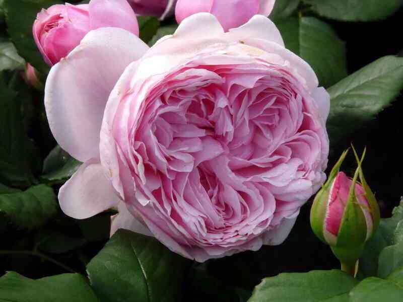 Гартентрауме (Gartentraume)