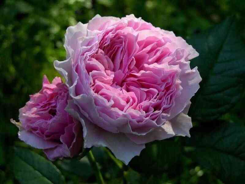 Гартентрауме (Gartentraume)