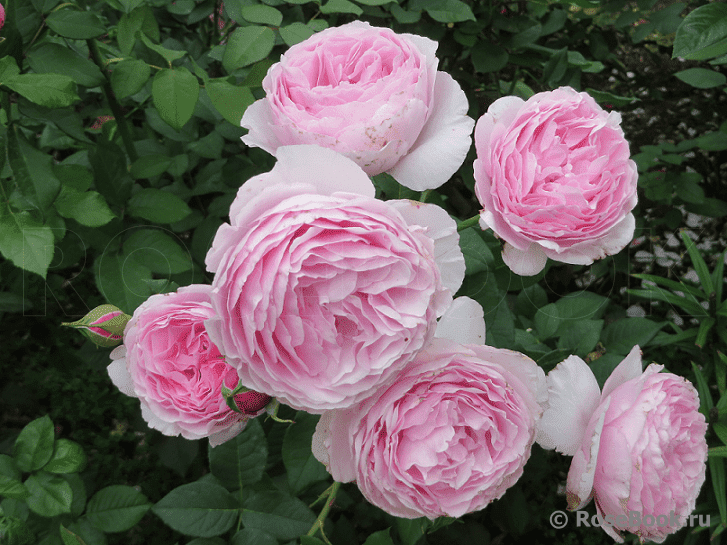 Гартентрауме (Gartentraume)