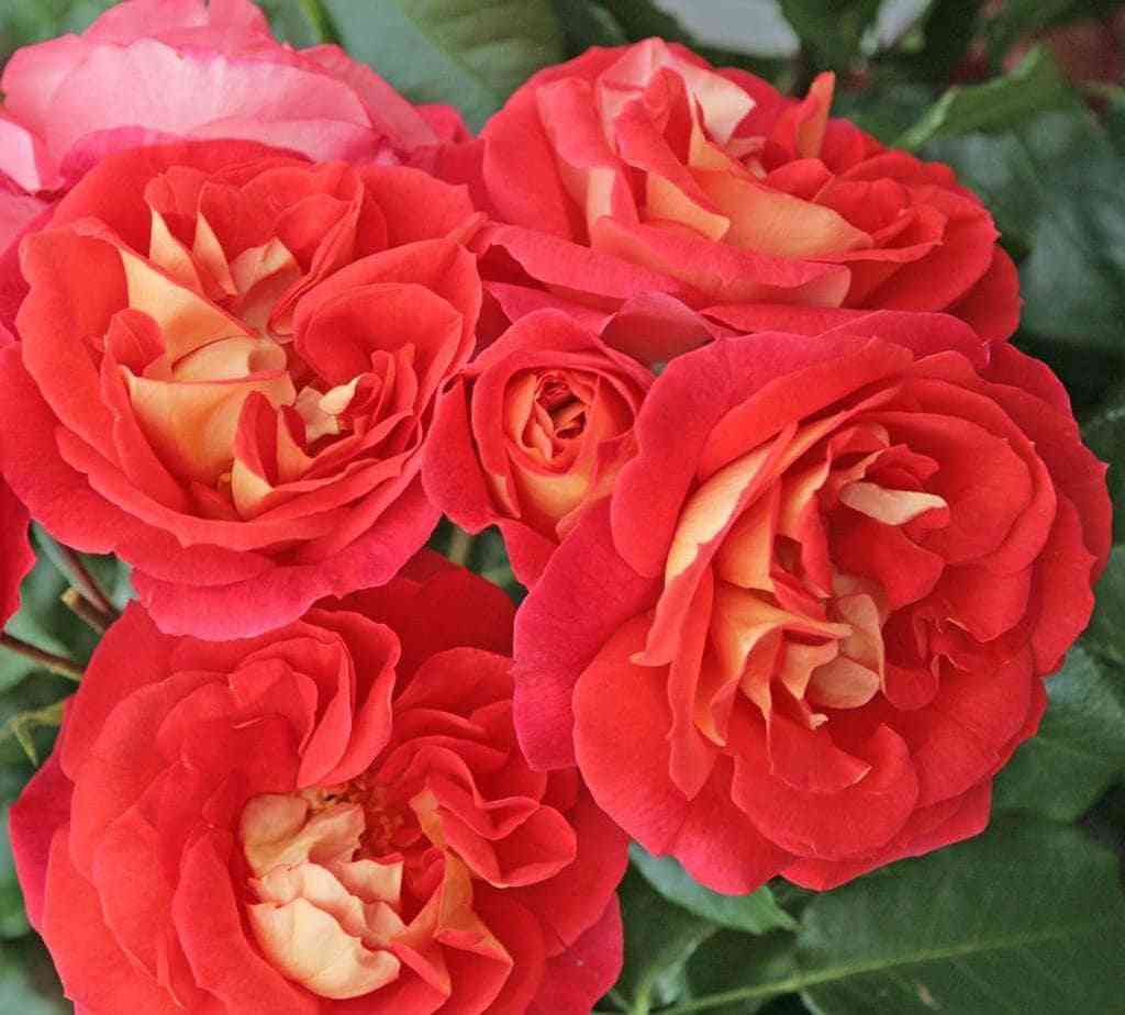 gebrider-grimm.jpg Гебрюдер Гримм (Gebruder Grimm)