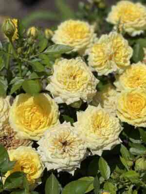 Гель Аполло (Gelb Apollo)