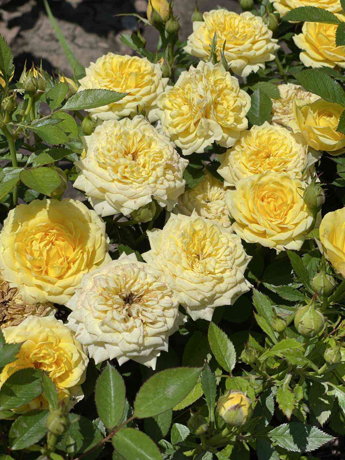 Гель Аполло (Gelb Apollo)