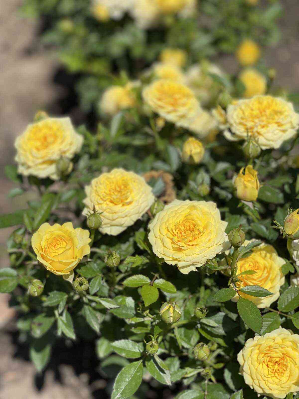 Гель Аполло (Gelb Apollo)