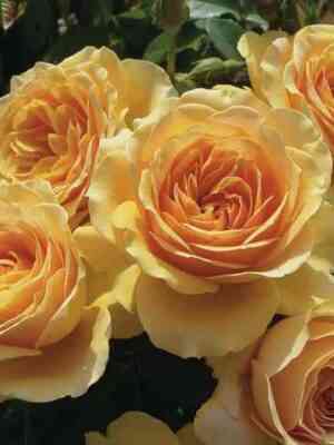 Генриетта Барнетт (Henrietta Barnett)