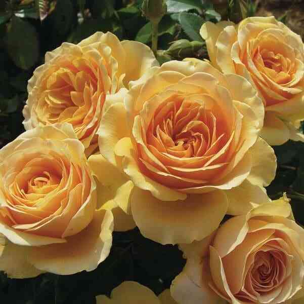 Генриетта Барнетт (Henrietta Barnett)