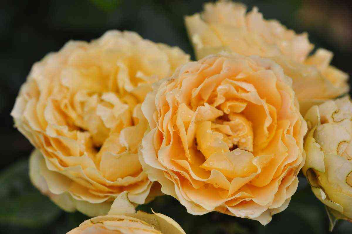 Генриетта Барнетт (Henrietta Barnett)