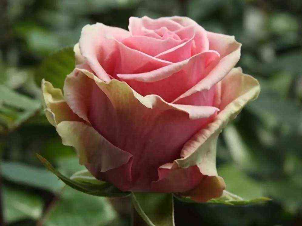 Геральдина (Geraldine)