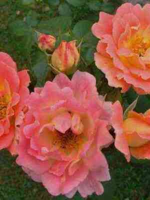 Герцогиня Фредерика (Herzogin Friederike)