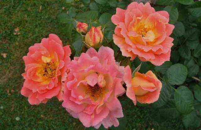 Герцогиня Фредерика (Herzogin Friederike)