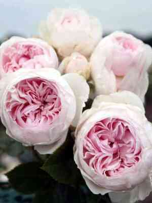 Герцогиня Кристиана (Herzogin Christiana)