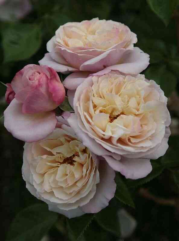 Геркулес (Herkules)