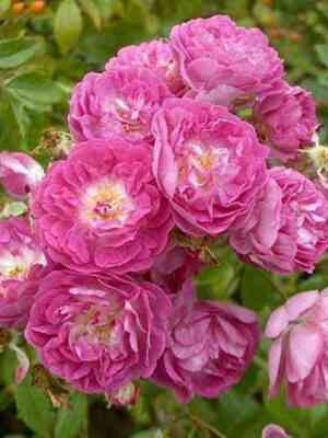 Герман Шмидт (Herman Schimdt)