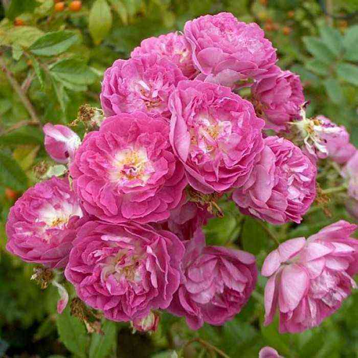 Герман Шмидт (Herman Schimdt)