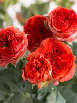 geroj-1.jpg Герой (Hero)