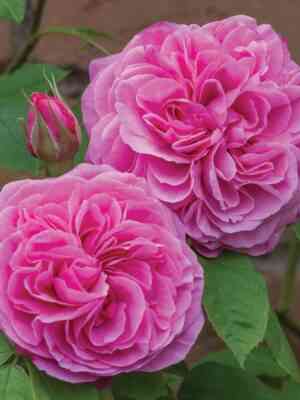 gertruda-dzhekil.jpg Гертруда Джекил (Gertrude Jekyll)