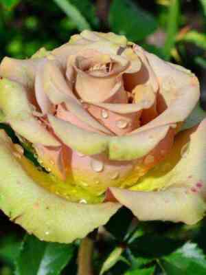 gipnoz.jpg Гипноз (Hypnose)