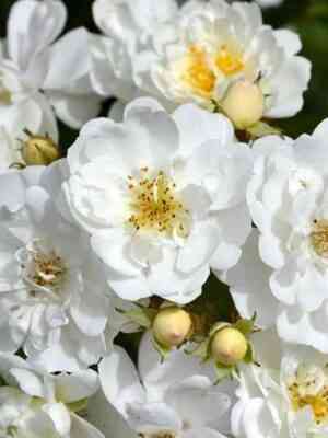 girlyand-de-amur.jpg Гирлянд де Амур (Guirlanded’Amour)