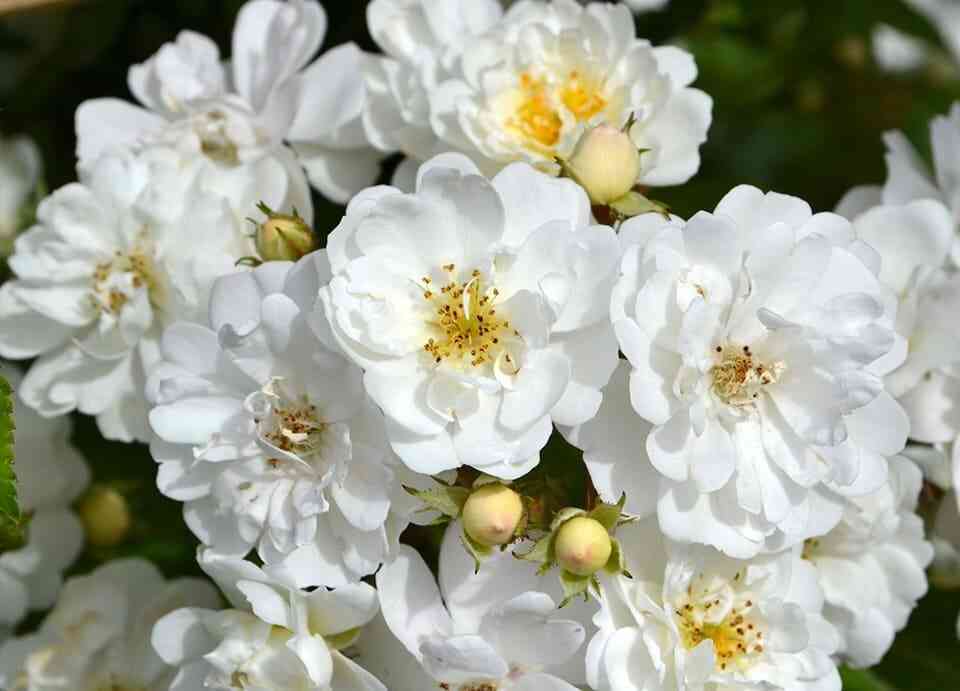 girlyand-de-amur.jpg Гирлянд де Амур (Guirlanded’Amour)