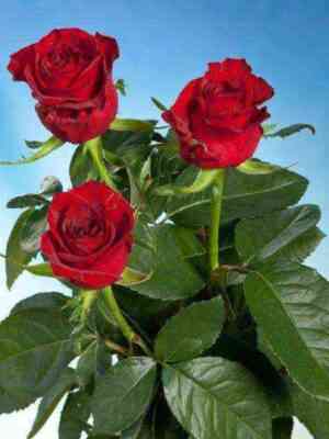 gladiator.jpg Гладиатор (Gladiator)