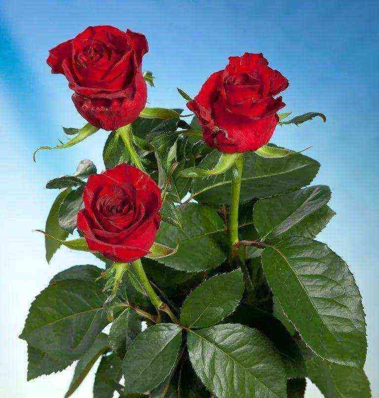 gladiator.jpg Гладиатор (Gladiator)