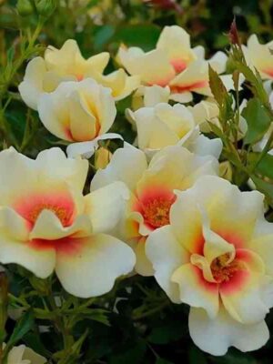 glorios-bebilon-ajz-glorious-babylon-eyes_optimized.jpg Глориос Бэбилон Айз ( Glorious Babylon Eyes)