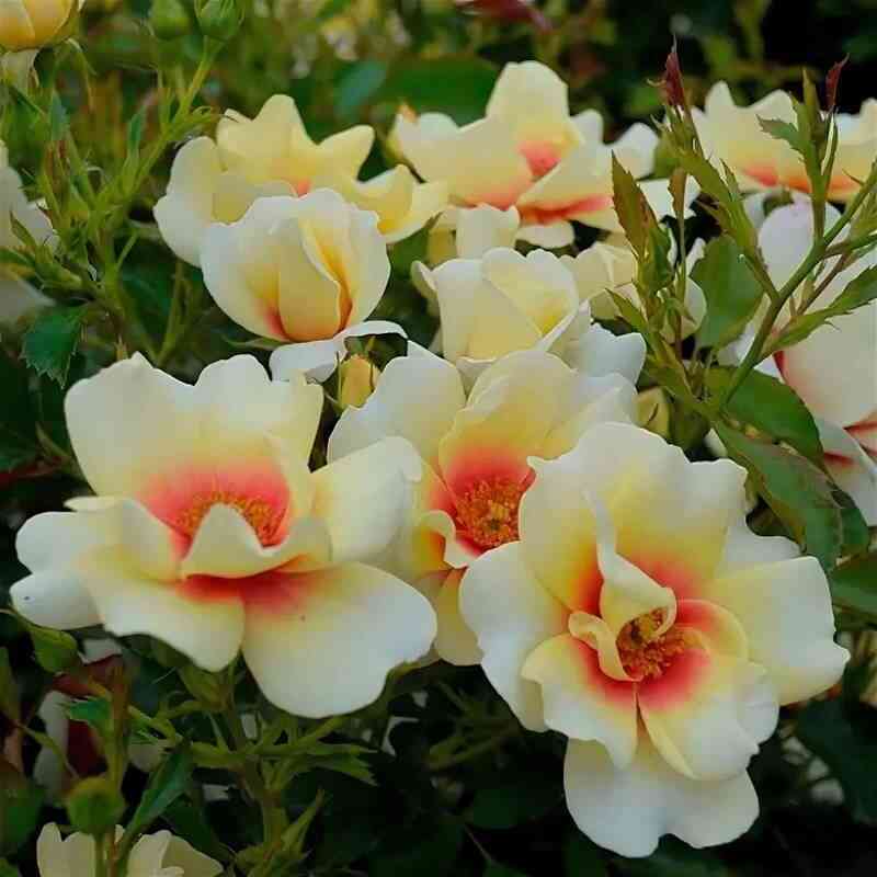 Глориос Бэбилон Айз ( Glorious Babylon Eyes)