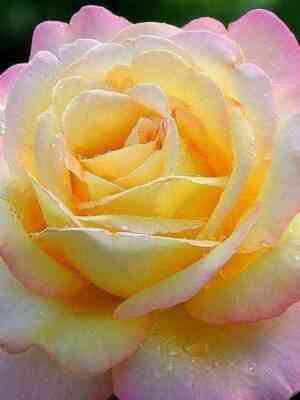 gloriya_dej.jpg Глория Дей (Gloria Dei)