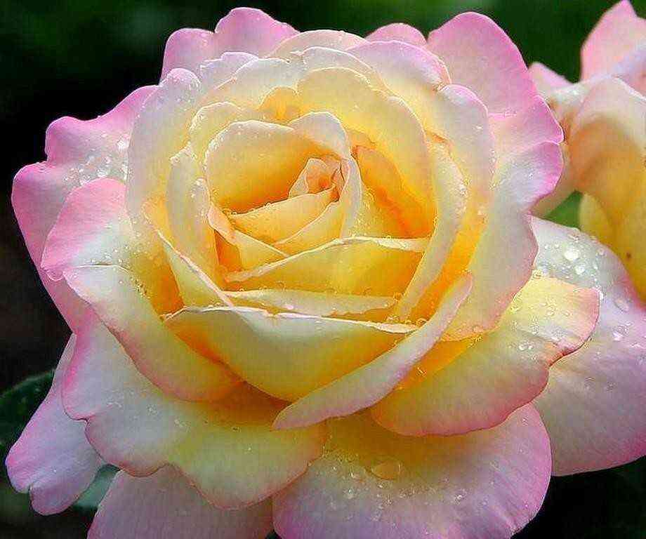 Глория Дей (Gloria Dei)