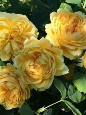 Глускетт (Gluckskette)