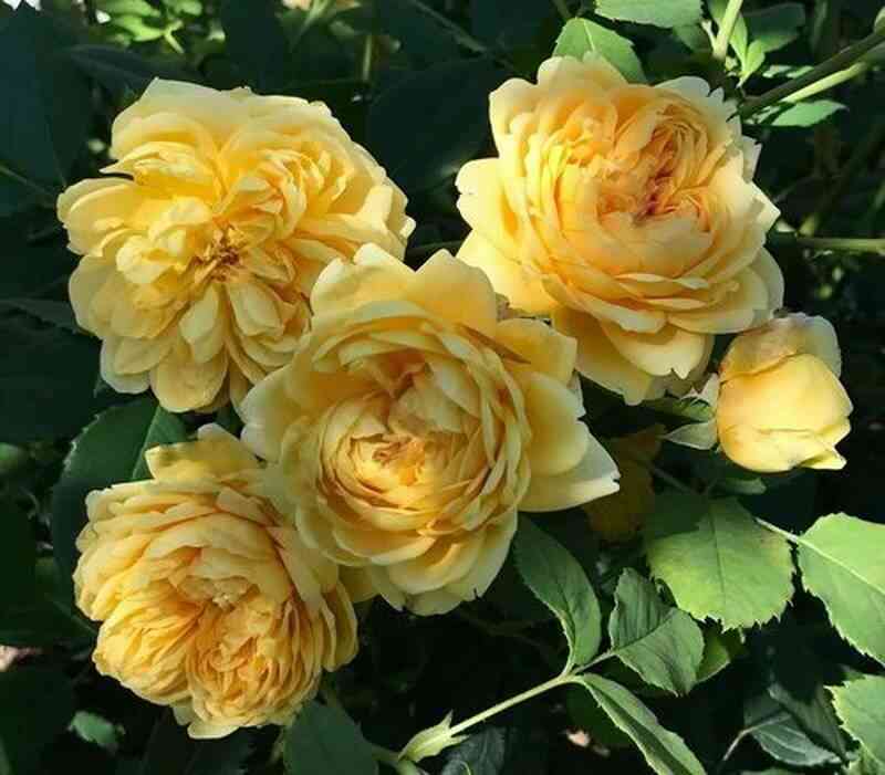 Глускетт (Gluckskette)