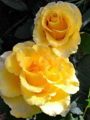 Сфинкс Голд (Sphinx Gold)