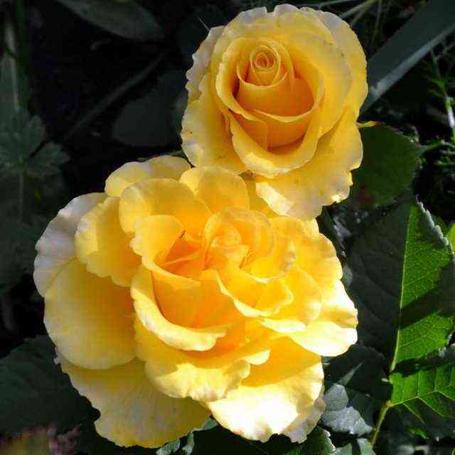 gold-sfinsk_optimized.jpg Сфинкс Голд (Sphinx Gold)