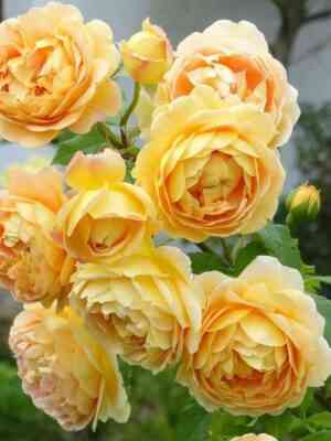 golden-selebrejshen.jpg Голден Селебрейшен (Golden Celebration)