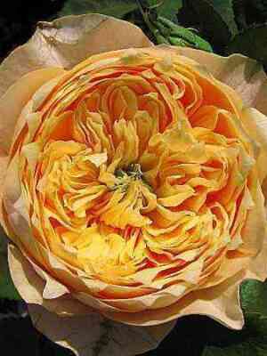 Голден Вувузела (Golden Vuvuzela)