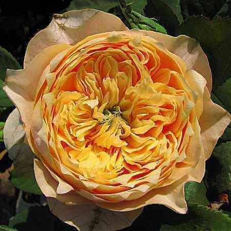 golden-vuvuzela_optimized.jpg Голден Вувузела (Golden Vuvuzela)