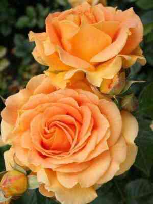 Голдэлс (Goldelse)