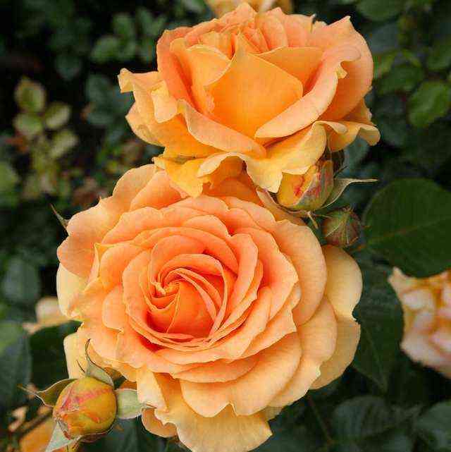 golden_el_za.jpg Голдэлс (Goldelse)