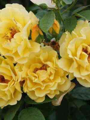 Голден Гейт (Golden Gate)