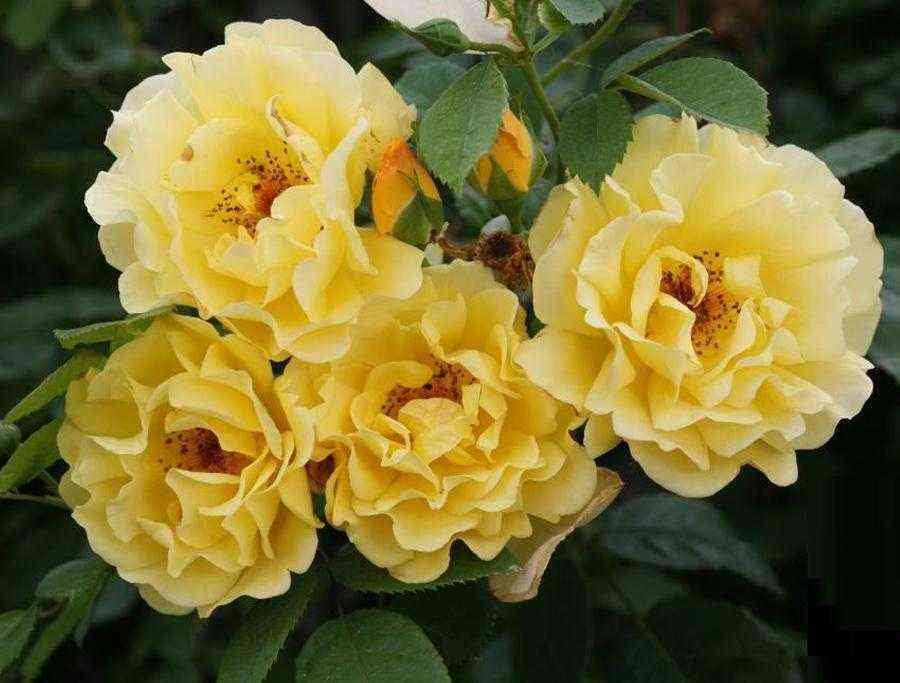 Голден Гейт (Golden Gate)