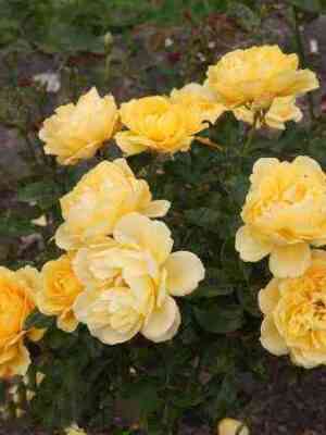 Голден Йерз (Golden Years)