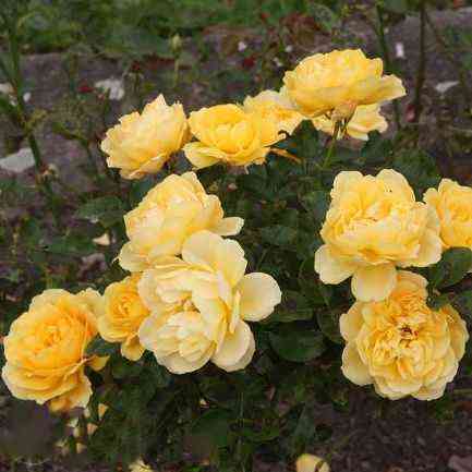 golden_jerz_golden_years1.jpg Голден Йерз (Golden Years)