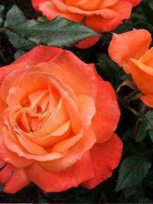 golden_perl.jpg Голд Перл Штейн (Gold Perl Stein)